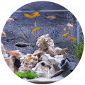 Aquarium & Accessories