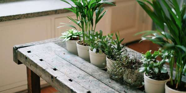 Pots & Planters